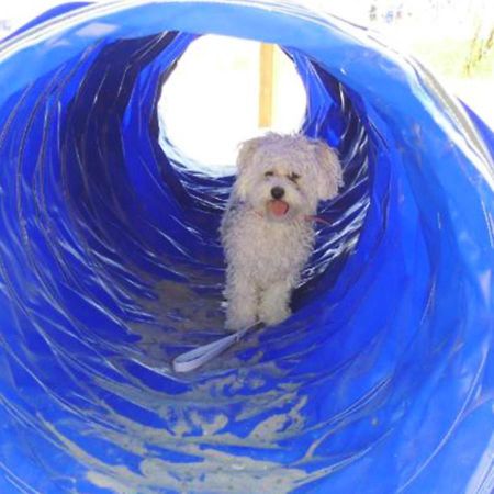 Pet Family Camping Cortina Hotel Senigallia Eksteriør billede