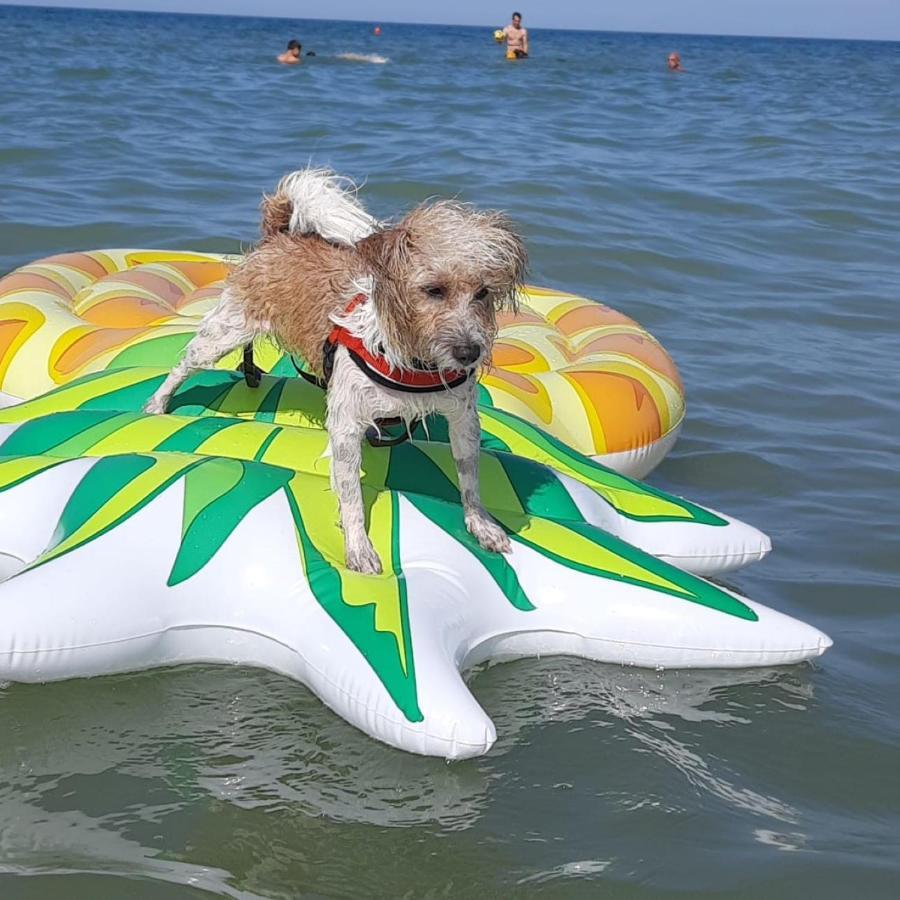 Pet Family Camping Cortina Hotel Senigallia Eksteriør billede